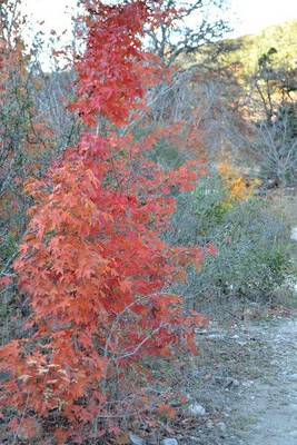 Fall Foliage 5 on 11/27/2012 (404x605)
