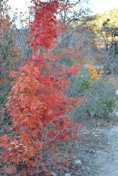 Fall Foliage 5 on 11/27/2012 (167x250) 