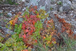 Fall Foliage 1 on 10/12/2012 (250x167)