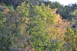 Fall Foliage 2 on 10/12/2012