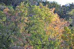 Fall Foliage 2 on 10/12/2012