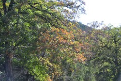 Fall Foliage 3 on 10/12/2012 (250x167)