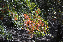 Fall Foliage 4 on 10/12/2012