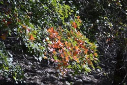 Fall Foliage 4 on 10/12/2012