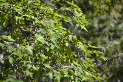 Fall Foliage 3 on 10/22/2012 (250x167)