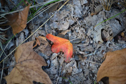 Fall Foliage 4 on 10/22/2012