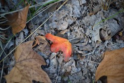 Fall Foliage 4 on 10/22/2012