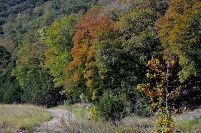 Fall Foliage 2 on 10/29/2012 (600x400)