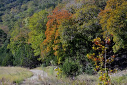 Fall Foliage 2 on 10/29/2012 (250x167) 