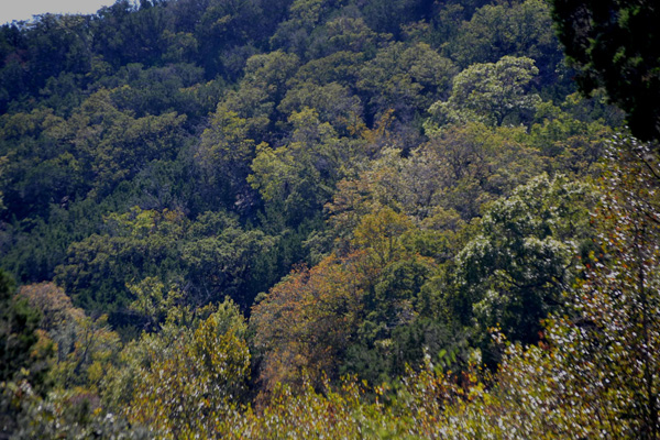 Fall Foliage 4 on 10/29/2012 (600x400)