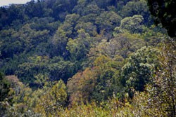 Fall Foliage 4 on 10/29/2012 (250x167) 