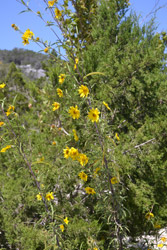Fall Foliage 2 on 10/04/2012