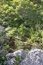 Fall Foliage 1 on 10/4/2012