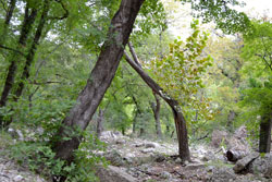 Fall Foliage 4 on 10/09/2012