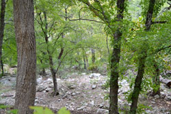 Fall Foliage 5 on 10/9/2012 (250x167)