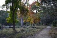 View a larger version of this Fall Foliage photo taken on November 11, by Richard Treece