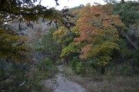 View a larger version of this Fall Foliage photo taken on November 11, by Richard Treece