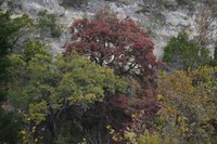 View a larger version of this Fall Foliage photo taken on November 11, by Richard Treece