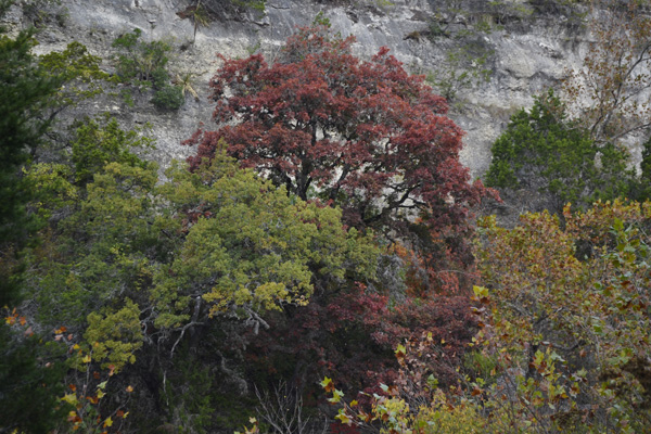 November 11, 2013 photo 3