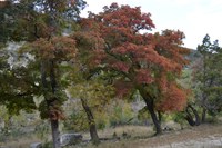 View a larger version of this Fall Foliage photo taken on November 11, by Richard Treece