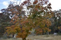 View a larger version of this Fall Foliage photo taken on November 11, by Richard Treece