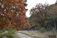 View a larger version of this Fall Foliage photo taken on November 11, by Richard Treece