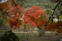 View a larger version of this Fall Foliage photo taken on November 17, by Richard Treece.