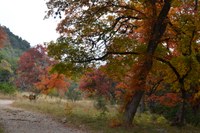 View a larger version of this Fall Foliage photo taken on November 17, by Richard Treece.