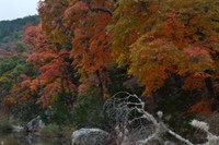 View a larger version of this Fall Foliage photo taken on November 17, by Richard Treece.