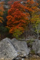 View a larger version of this Fall Foliage photo taken on November 17, by Richard Treece.