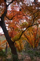 View a larger version of this Fall Foliage photo taken on November 17, by Richard Treece.