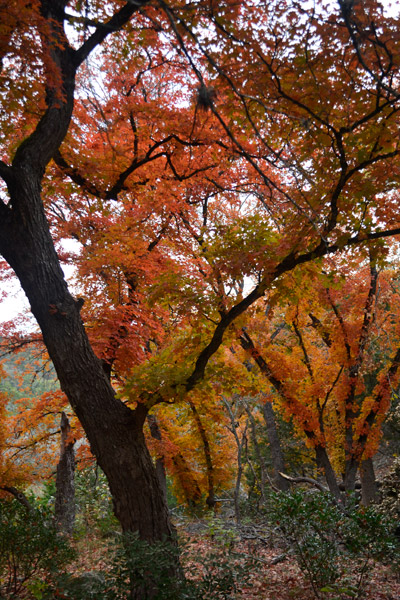 November 17, 2013 photo 7