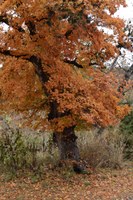 View a larger version of this Fall Foliage photo taken on November 25, by Richard Treece.