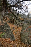 View a larger version of this Fall Foliage photo taken on November 25, by Richard Treece.