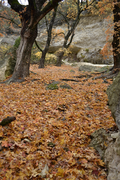 November 25, 2013 photo 3