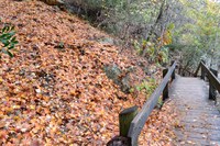 View a larger version of this Fall Foliage photo taken on November 25, by Richard Treece.