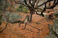 View a larger version of this Fall Foliage photo taken on November 25, by Richard Treece.