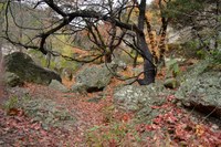 View a larger version of this Fall Foliage photo taken on November 25, by Richard Treece.