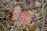 View a larger version of this Fall Foliage photo taken on November 4, by Richard Treece