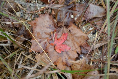 November 4, 2013 photo 2 by Richard Treece