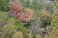 View a larger version of this Fall Foliage photo taken on November 4, by Richard Treece