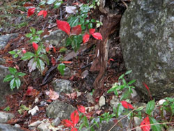 October 13, 2013 photo of a Virginia Creeper