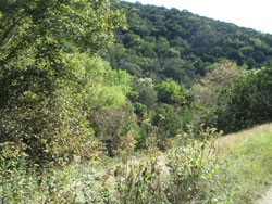 1_250x188.jpg