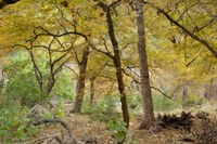 View a larger version of this Fall Foliage photo taken on October 27, by Richard Treece