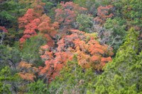 View a larger version of this Fall Foliage photo taken on October 27, by Richard Treece