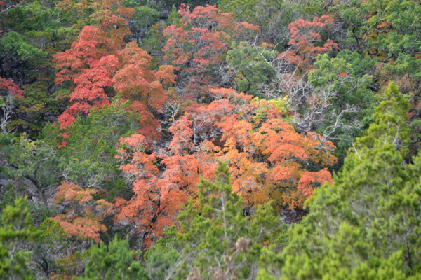 October 27, 2013 photo 1 by Richard Treece
