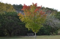 View a larger version of this Fall Foliage photo taken on October 28, by Richard Treece