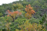 View a larger version of this Fall Foliage photo taken on October 28, by Richard Treece