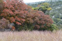 View a larger version of this Fall Foliage photo taken on October 27, by Richard Treece.