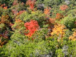 Lost Maples 11/08/05 - Click on picture to view a larger image. Use your back button to return. 